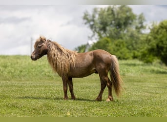 Plus de poneys/petits chevaux, Hongre, 6 Ans, 91 cm, Bai