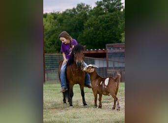 Plus de poneys/petits chevaux, Hongre, 6 Ans, 97 cm, Bai cerise