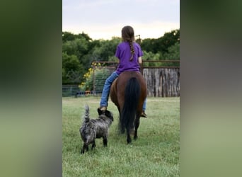 Plus de poneys/petits chevaux, Hongre, 6 Ans, 97 cm, Bai cerise