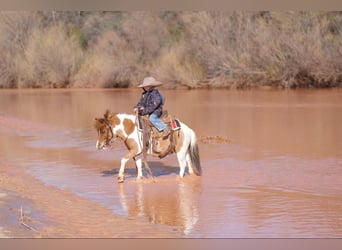 Plus de poneys/petits chevaux, Hongre, 6 Ans, 97 cm
