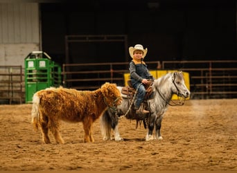 Plus de poneys/petits chevaux, Hongre, 6 Ans, 97 cm, Gris