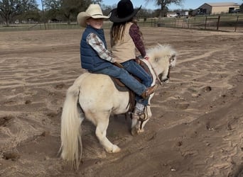 Plus de poneys/petits chevaux, Hongre, 6 Ans, 97 cm, Pinto