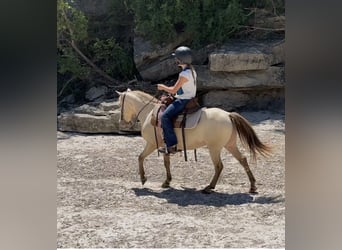 Plus de poneys/petits chevaux, Hongre, 6 Ans, Champagne