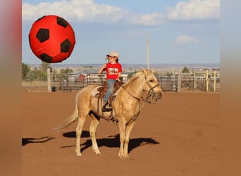 Plus de poneys/petits chevaux, Hongre, 6 Ans, Palomino