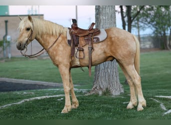 Plus de poneys/petits chevaux, Hongre, 6 Ans, Palomino