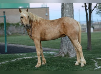 Plus de poneys/petits chevaux, Hongre, 6 Ans, Palomino