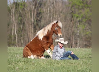 Plus de poneys/petits chevaux, Hongre, 6 Ans, Pinto