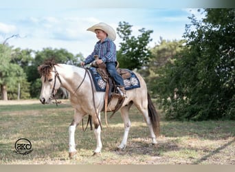 Plus de poneys/petits chevaux, Hongre, 6 Ans, Pinto
