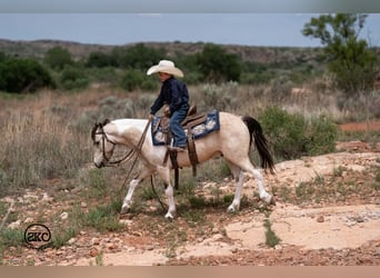 Plus de poneys/petits chevaux, Hongre, 6 Ans, Pinto