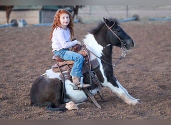 Plus de poneys/petits chevaux, Hongre, 7 Ans, 109 cm, Pinto