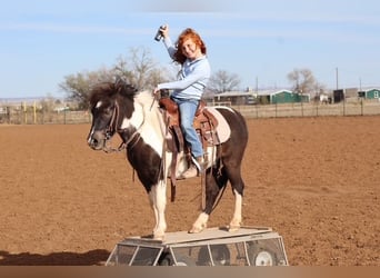 Plus de poneys/petits chevaux, Hongre, 7 Ans, 109 cm, Pinto