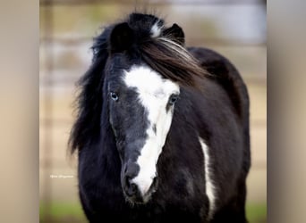 Plus de poneys/petits chevaux, Hongre, 7 Ans, 112 cm, Pinto