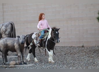 Plus de poneys/petits chevaux, Hongre, 7 Ans, 112 cm, Pinto