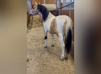 Plus de poneys/petits chevaux, Hongre, 7 Ans, 113 cm, Pinto