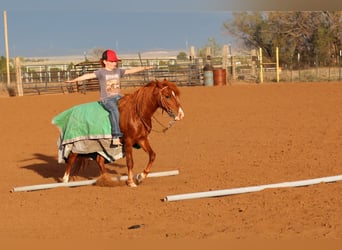 Plus de poneys/petits chevaux, Hongre, 7 Ans, 114 cm, Alezan cuivré