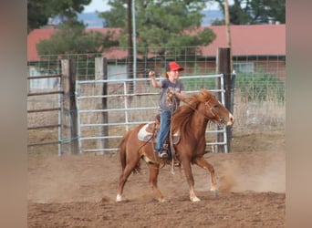 Plus de poneys/petits chevaux, Hongre, 7 Ans, 114 cm, Alezan cuivré