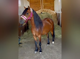 Plus de poneys/petits chevaux, Hongre, 7 Ans, 116 cm, Bai