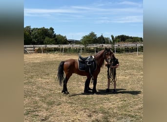 Plus de poneys/petits chevaux, Hongre, 7 Ans, 116 cm, Bai