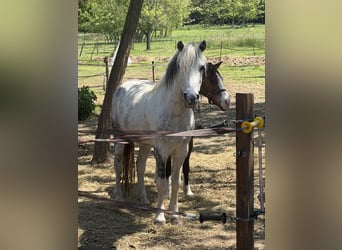 Plus de poneys/petits chevaux, Hongre, 7 Ans, 120 cm, Gris pommelé