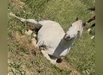 Plus de poneys/petits chevaux, Hongre, 7 Ans, 120 cm, Gris pommelé