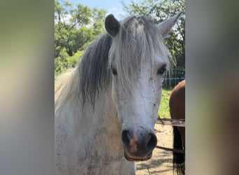 Plus de poneys/petits chevaux, Hongre, 7 Ans, 120 cm, Gris pommelé