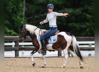 Plus de poneys/petits chevaux, Hongre, 7 Ans, 122 cm, Pinto