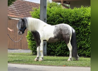 Plus de poneys/petits chevaux, Hongre, 7 Ans, 123 cm, Pinto