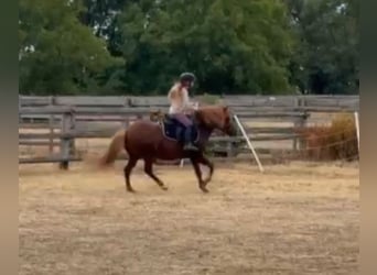 Plus de poneys/petits chevaux, Hongre, 7 Ans, 125 cm, Alezan
