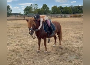 Plus de poneys/petits chevaux, Hongre, 7 Ans, 125 cm, Alezan
