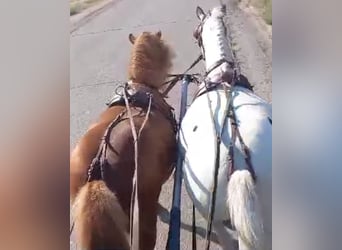 Plus de poneys/petits chevaux, Hongre, 7 Ans, 125 cm, Alezan