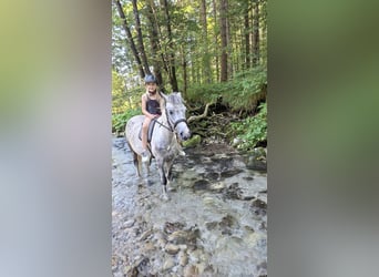 Plus de poneys/petits chevaux, Hongre, 7 Ans, 130 cm, Gris