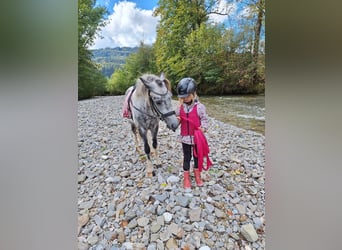 Plus de poneys/petits chevaux, Hongre, 7 Ans, 130 cm, Gris