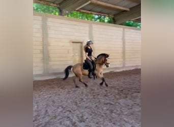 Plus de poneys/petits chevaux, Hongre, 7 Ans, 130 cm, Isabelle
