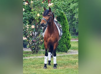 Plus de poneys/petits chevaux, Hongre, 7 Ans, 135 cm, Bai