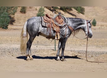 Plus de poneys/petits chevaux, Hongre, 7 Ans, 137 cm, Gris