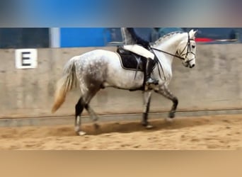 Plus de poneys/petits chevaux Croisé, Hongre, 7 Ans, 140 cm, Gris pommelé