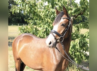 Plus de poneys/petits chevaux, Hongre, 7 Ans, 142 cm, Bai