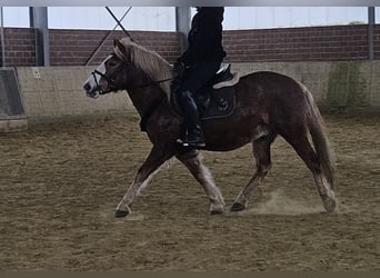 Plus de poneys/petits chevaux, Hongre, 7 Ans, 145 cm, Alezan brûlé