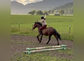 Plus de poneys/petits chevaux, Hongre, 7 Ans, 145 cm, Bai