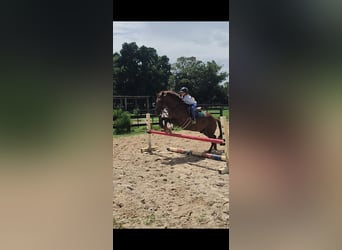 Plus de poneys/petits chevaux, Hongre, 7 Ans, 147 cm, Alezan cuivré