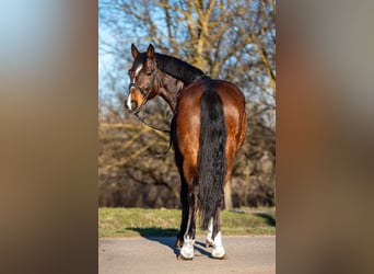 Plus de poneys/petits chevaux, Hongre, 7 Ans, 148 cm, Bai