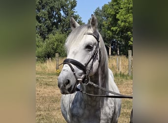 Plus de poneys/petits chevaux, Hongre, 7 Ans, 148 cm, Gris pommelé