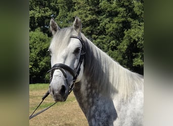 Plus de poneys/petits chevaux, Hongre, 7 Ans, 148 cm, Gris pommelé