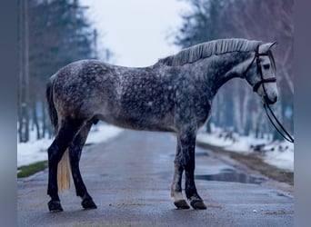 Plus de poneys/petits chevaux, Hongre, 7 Ans, 148 cm, Gris pommelé