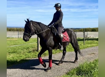 Plus de poneys/petits chevaux, Hongre, 7 Ans, 150 cm, Noir