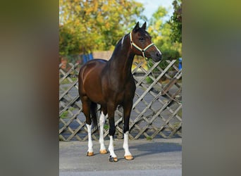 Plus de poneys/petits chevaux, Hongre, 7 Ans, 150 cm, Pinto Plus de poneys/petits chevaux, Hongre, 7 Ans, 150 cm, Pinto