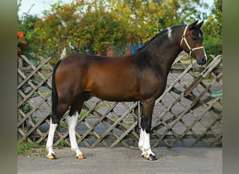 Plus de poneys/petits chevaux, Hongre, 7 Ans, 150 cm, Pinto Plus de poneys/petits chevaux, Hongre, 7 Ans, 150 cm, Pinto