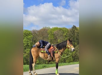 Plus de poneys/petits chevaux, Hongre, 7 Ans, 152 cm, Bai