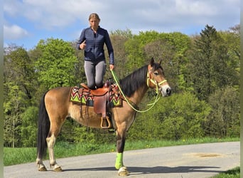 Plus de poneys/petits chevaux, Hongre, 7 Ans, 152 cm, Bai