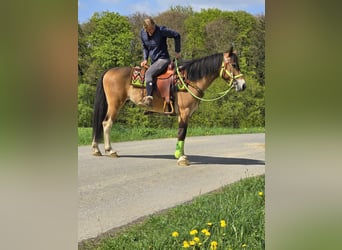 Plus de poneys/petits chevaux, Hongre, 7 Ans, 152 cm, Bai